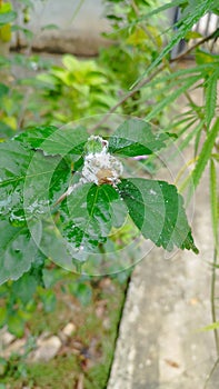 Aphids infested plant of hibiscus in the garden. Aphids are sucking pest which damages the 